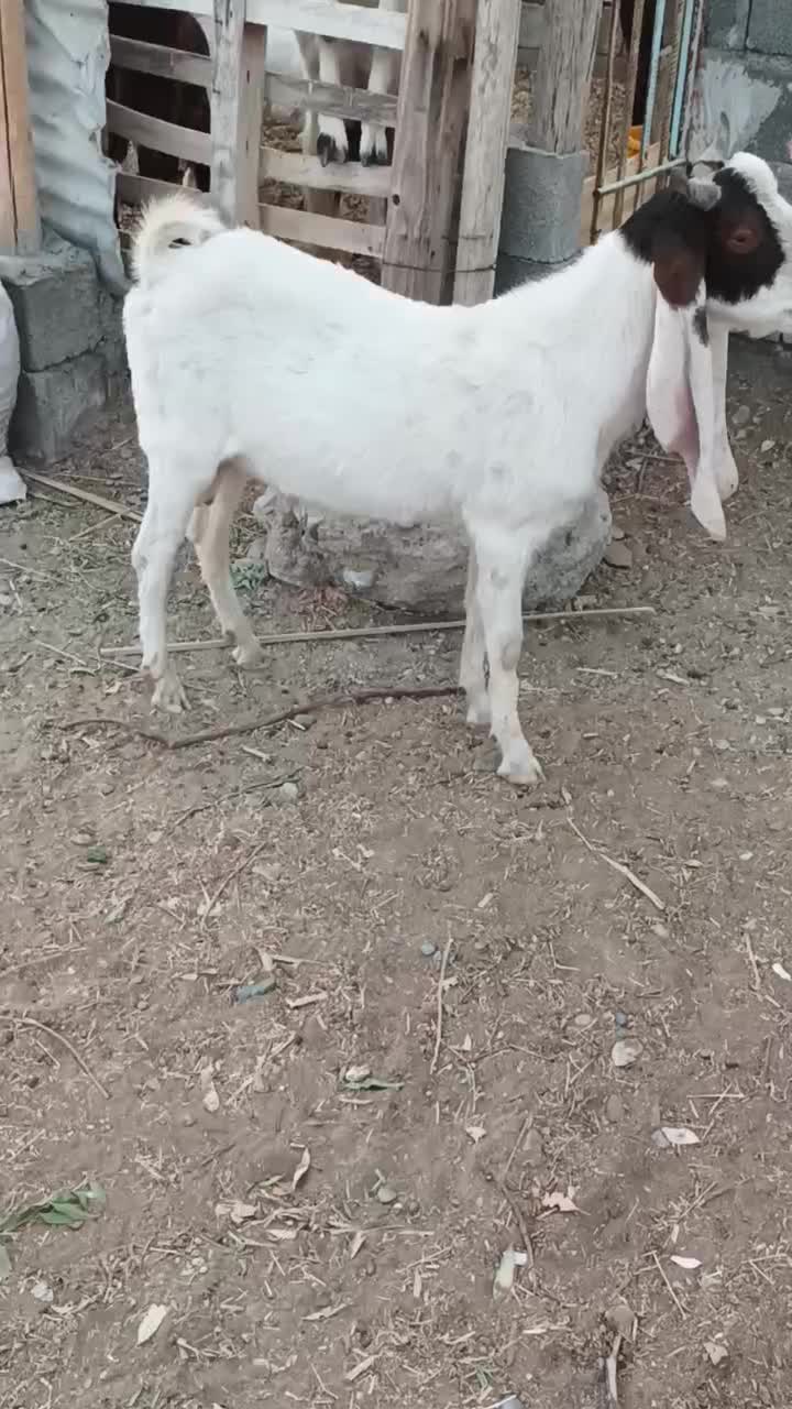 تروشت گلابی|حیوانات مزرعه|ایرانشهر, |دیوار