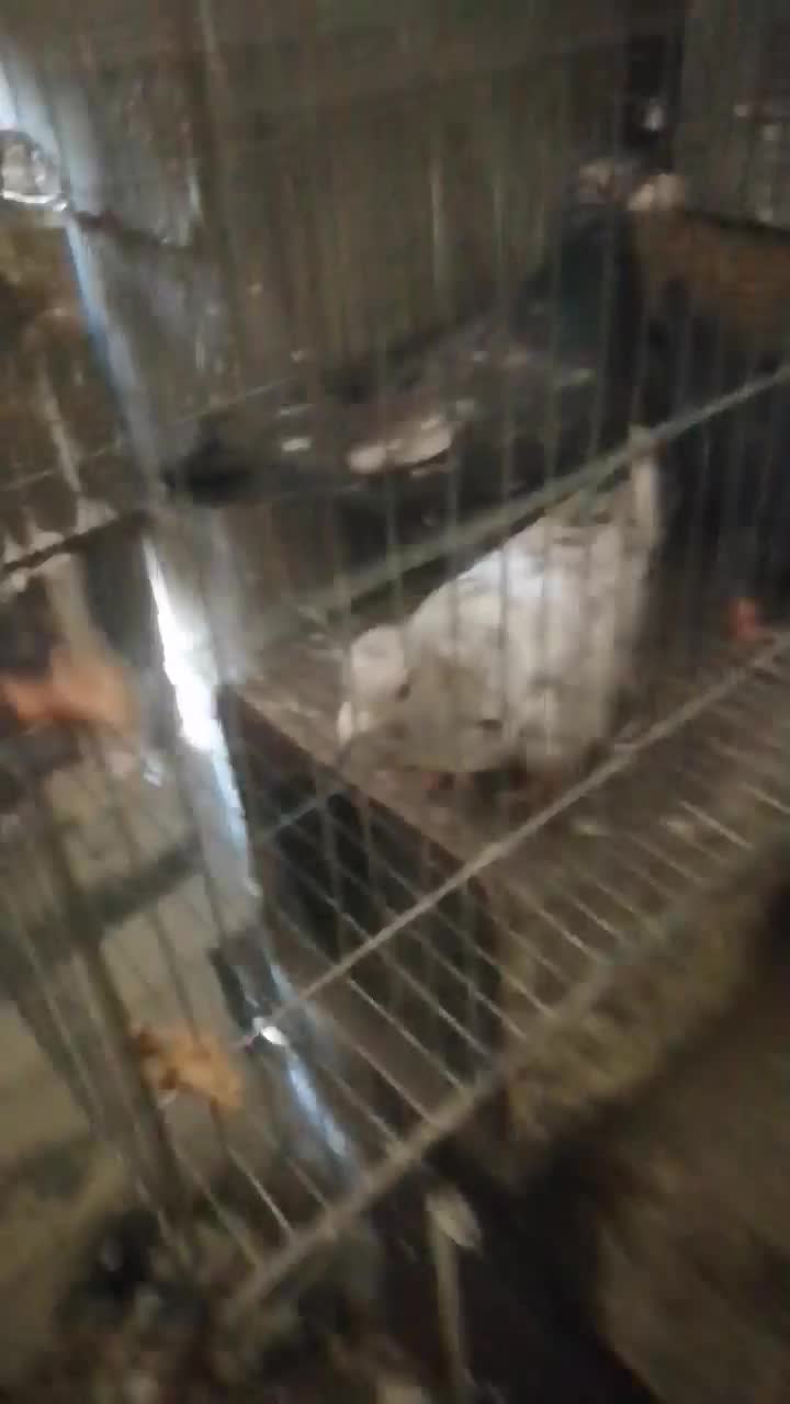 سینه سبز وآبی وپلاکی وسرور سیاه|پرنده|شیراز, آزادی|دیوار