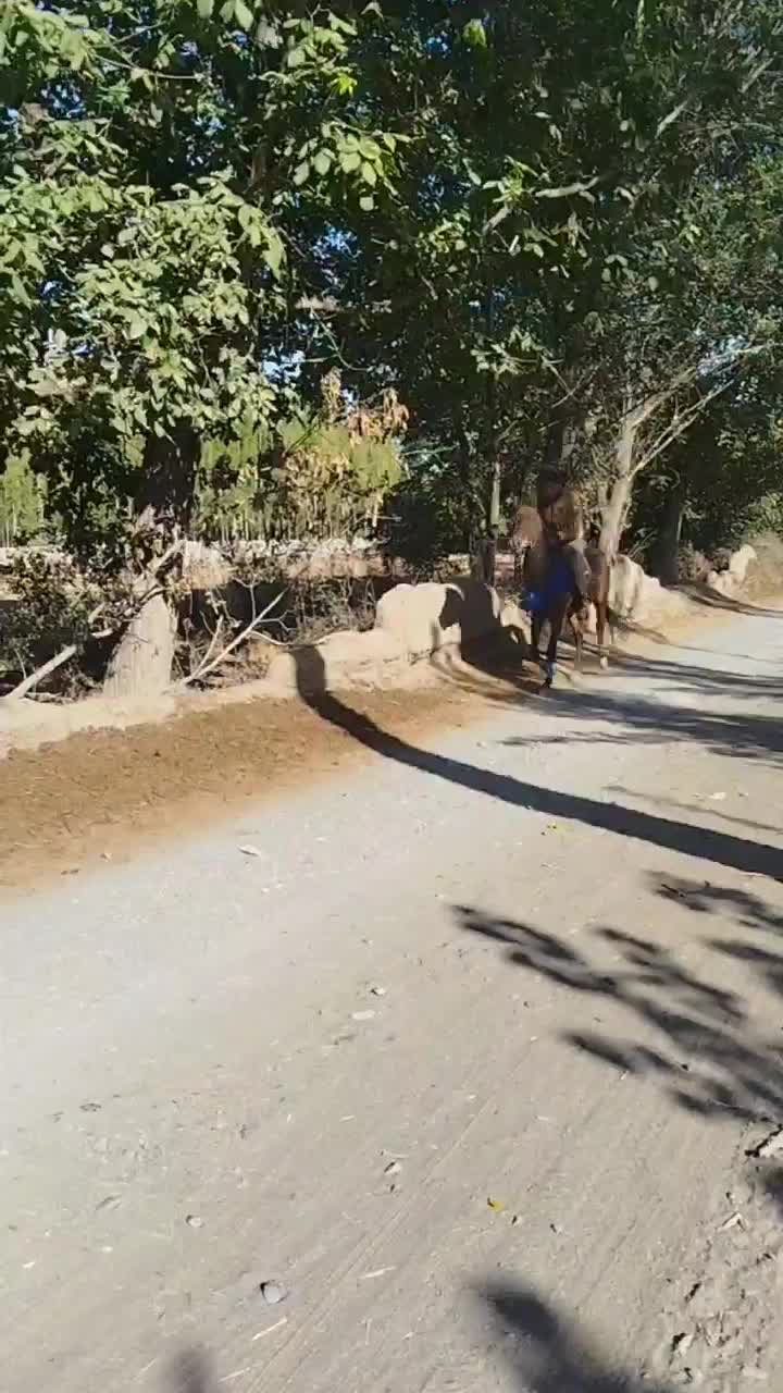 اسب ترکمن آبستن|اسب و تجهیزات اسبسواری|فیرورق, |دیوار