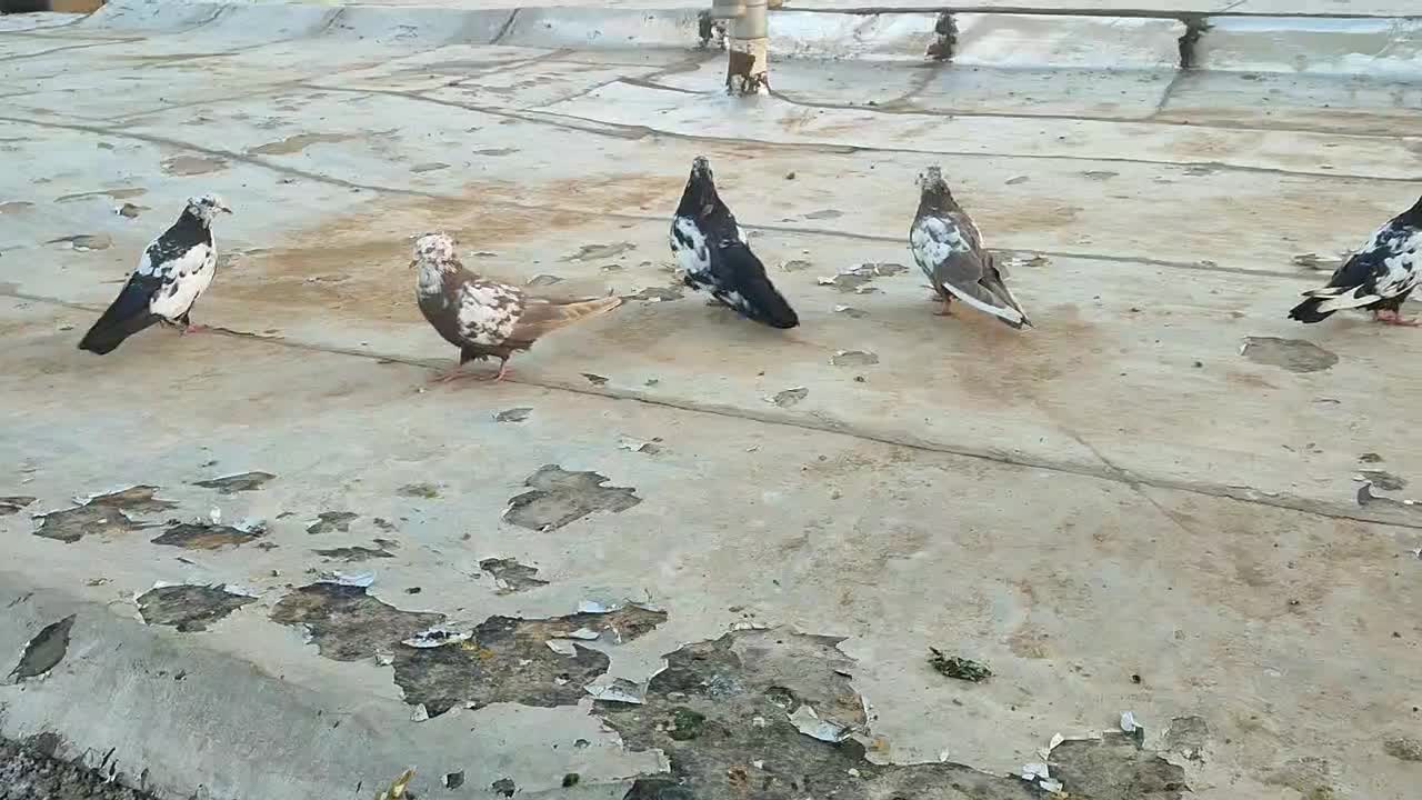 5دونه جونه دمی همه چی تموم|پرنده|زاغه, |دیوار