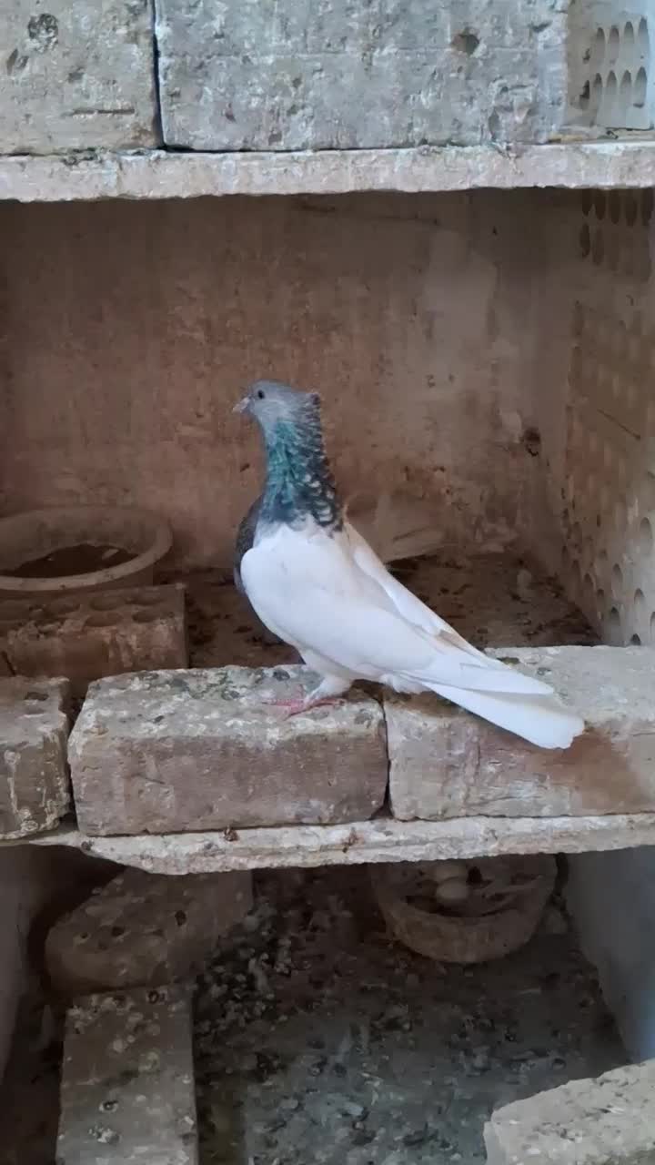 کفتر الماسی|پرنده|قم, چهل درخت‎|دیوار