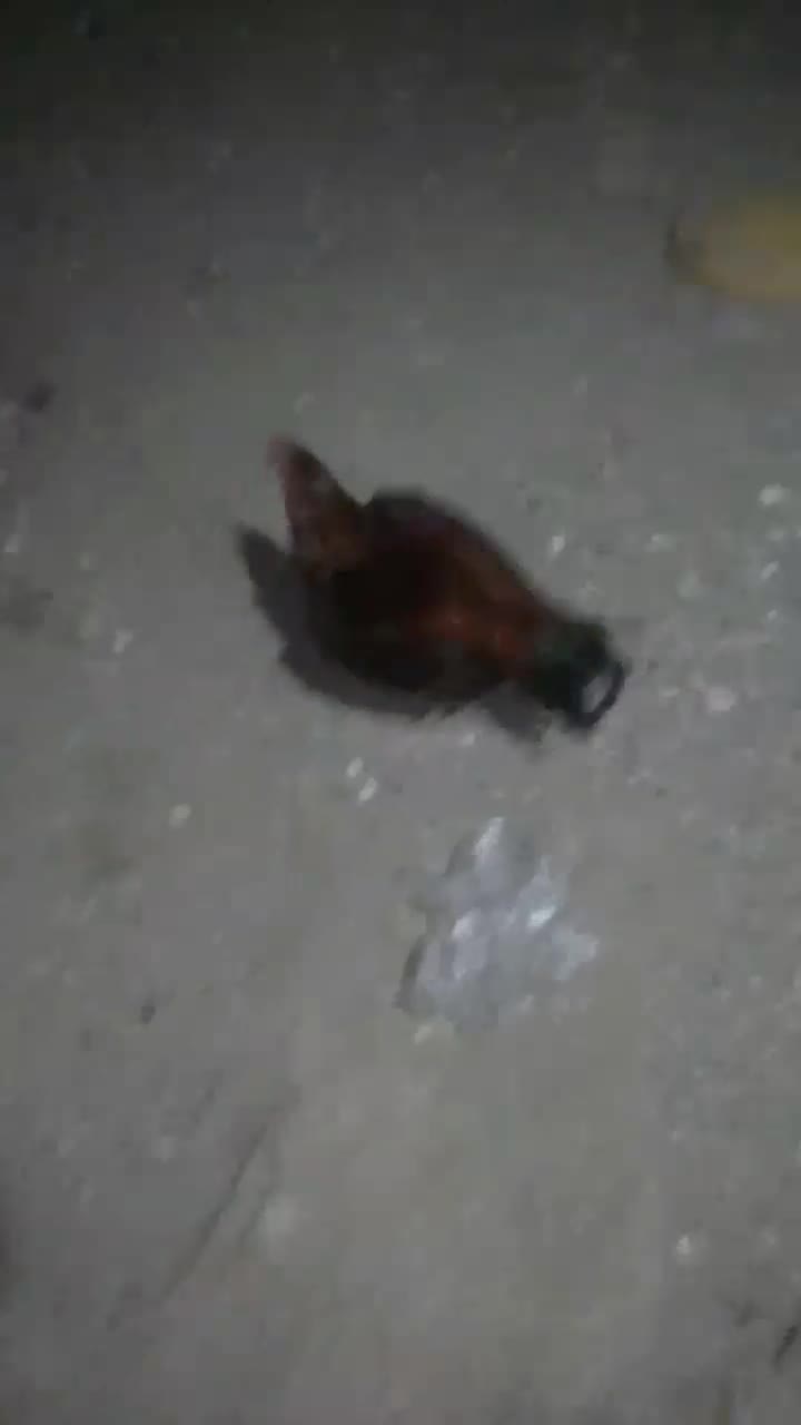 خروس فروشی|حیوانات مزرعه|سراوان, |دیوار