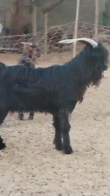 پازن ترکی|حیوانات مزرعه|بوشهر, |دیوار