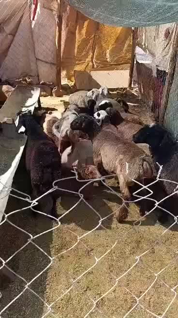 20جفت بره خوب|حیوانات مزرعه|سپیدان, |دیوار