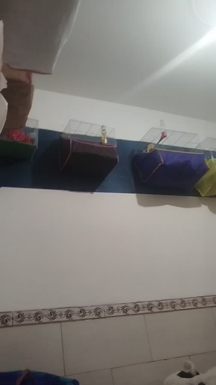 قناری|پرنده|کرمان, |دیوار