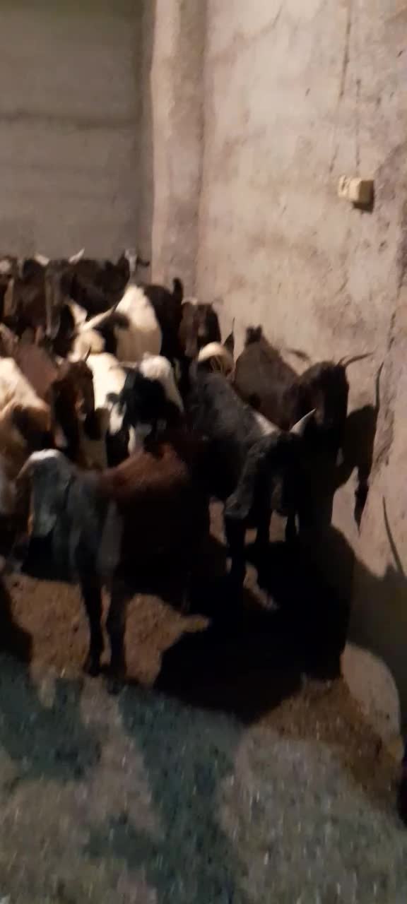 بز نر ماده چاق ۲۶ عدد|حیوانات مزرعه|کلاله, |دیوار