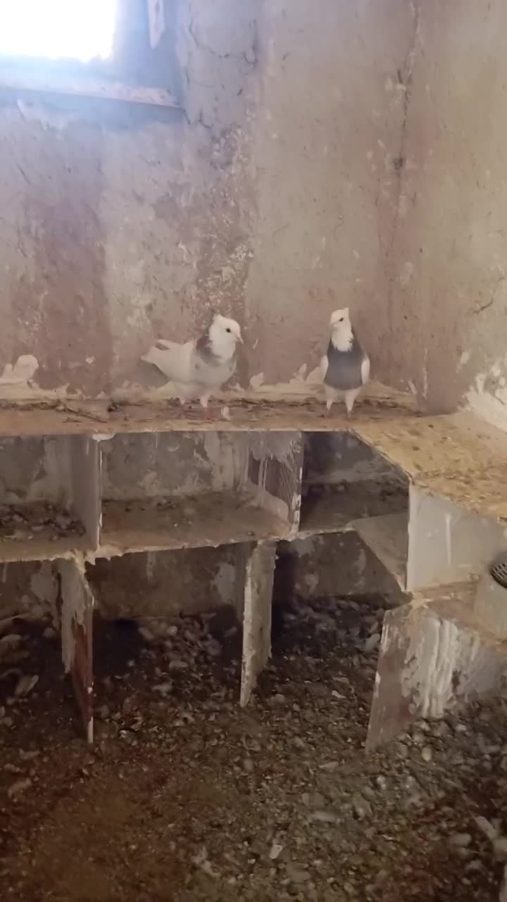 کفتر|پرنده|سراوان, |دیوار