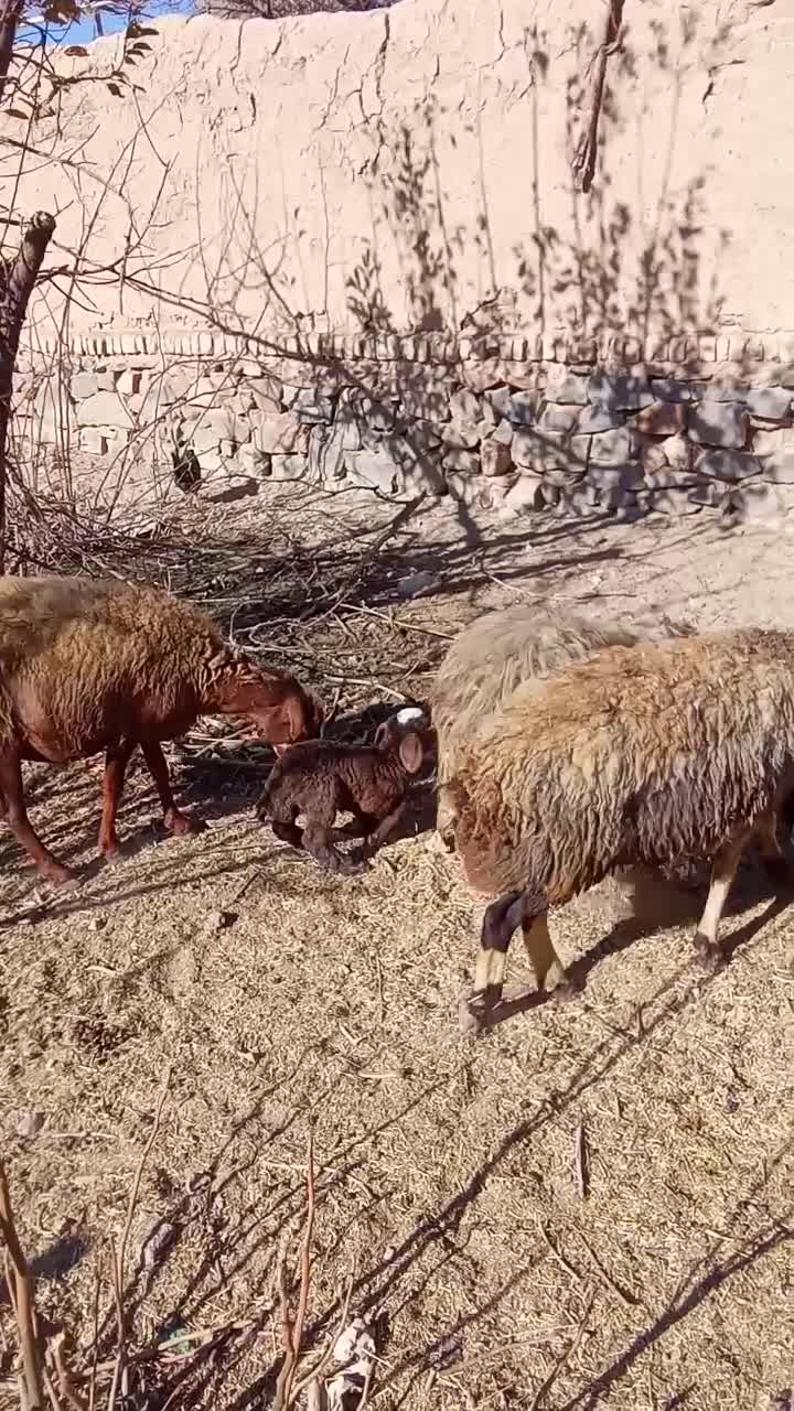 شیشک یامیش جوان ابستن|حیوانات مزرعه|باوله, |دیوار