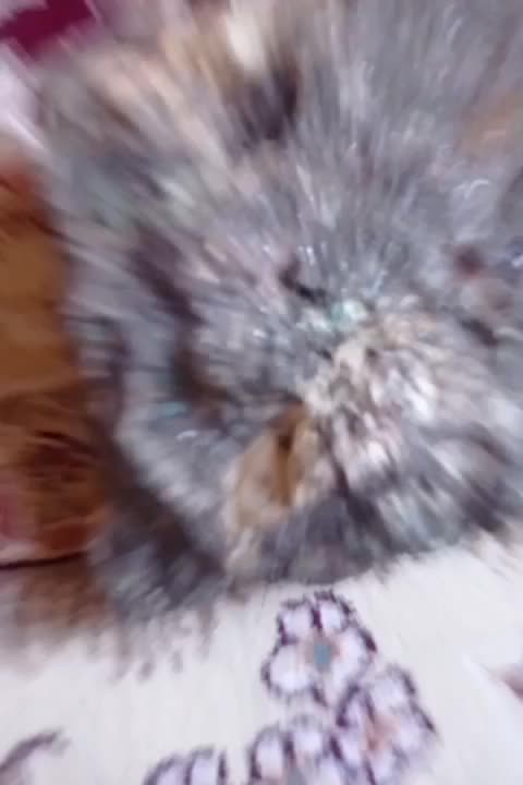 سنگ آتشفشان|جواهرات|مراغه, |دیوار