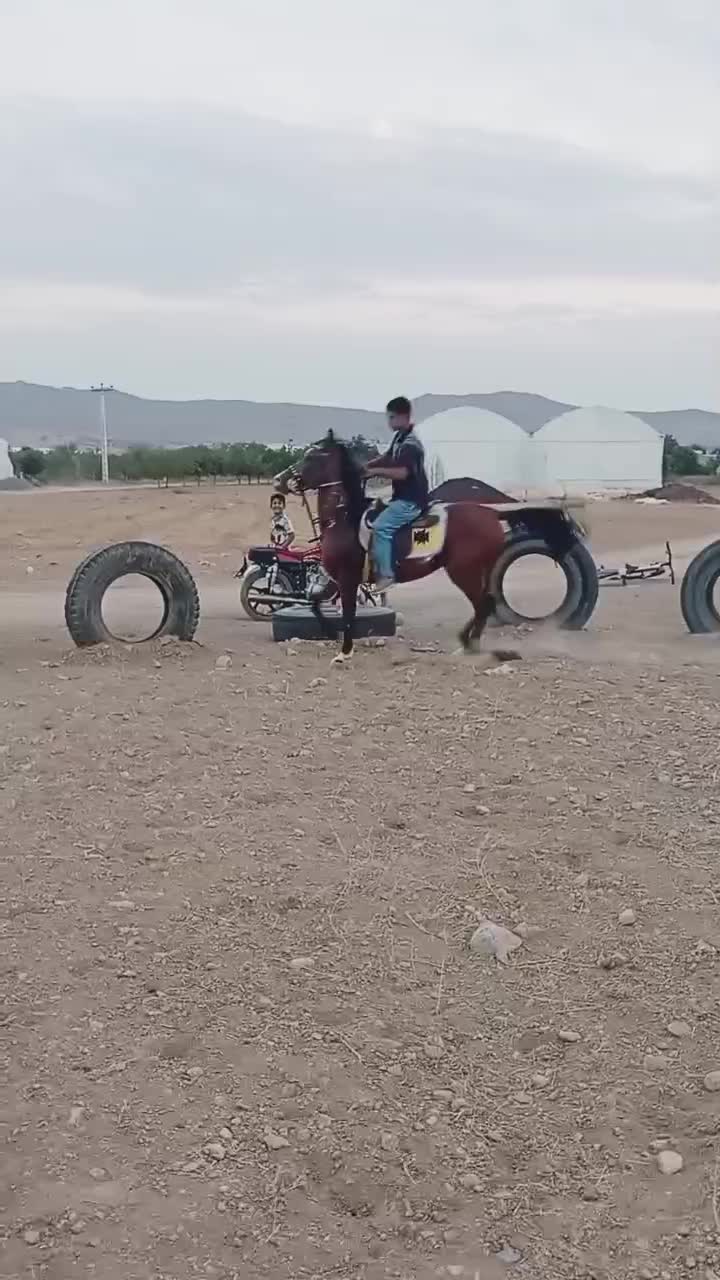 اسب|اسب و تجهیزات اسب‌سواری|عسگران, |دیوار