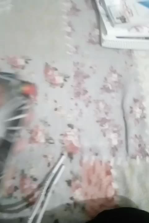 کمیدی|کلکسیون و سرگرمی|کویرات, |دیوار