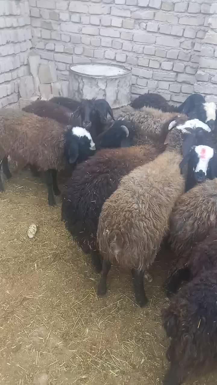 تعداد ۴۳راس بره نر اصیل شال درجه یک|حیوانات مزرعه|دشتابی, |دیوار