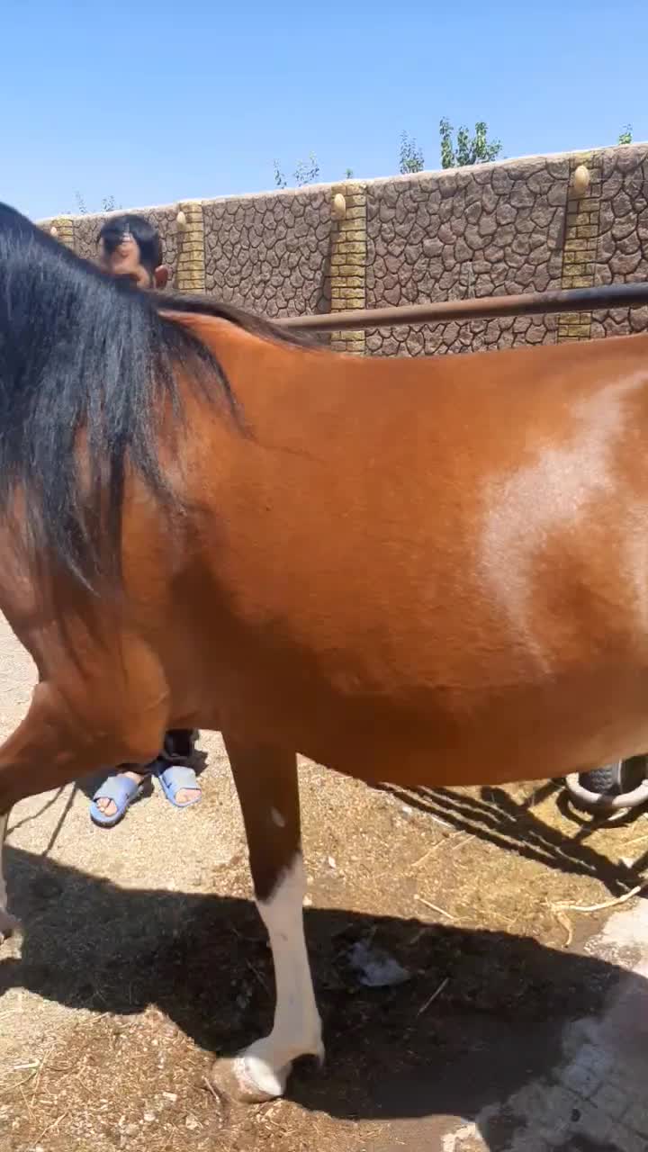 فروش یه مادیان و کره نریان|اسب و تجهیزات اسبسواری|اصفهان, مهدی آباد|دیوار