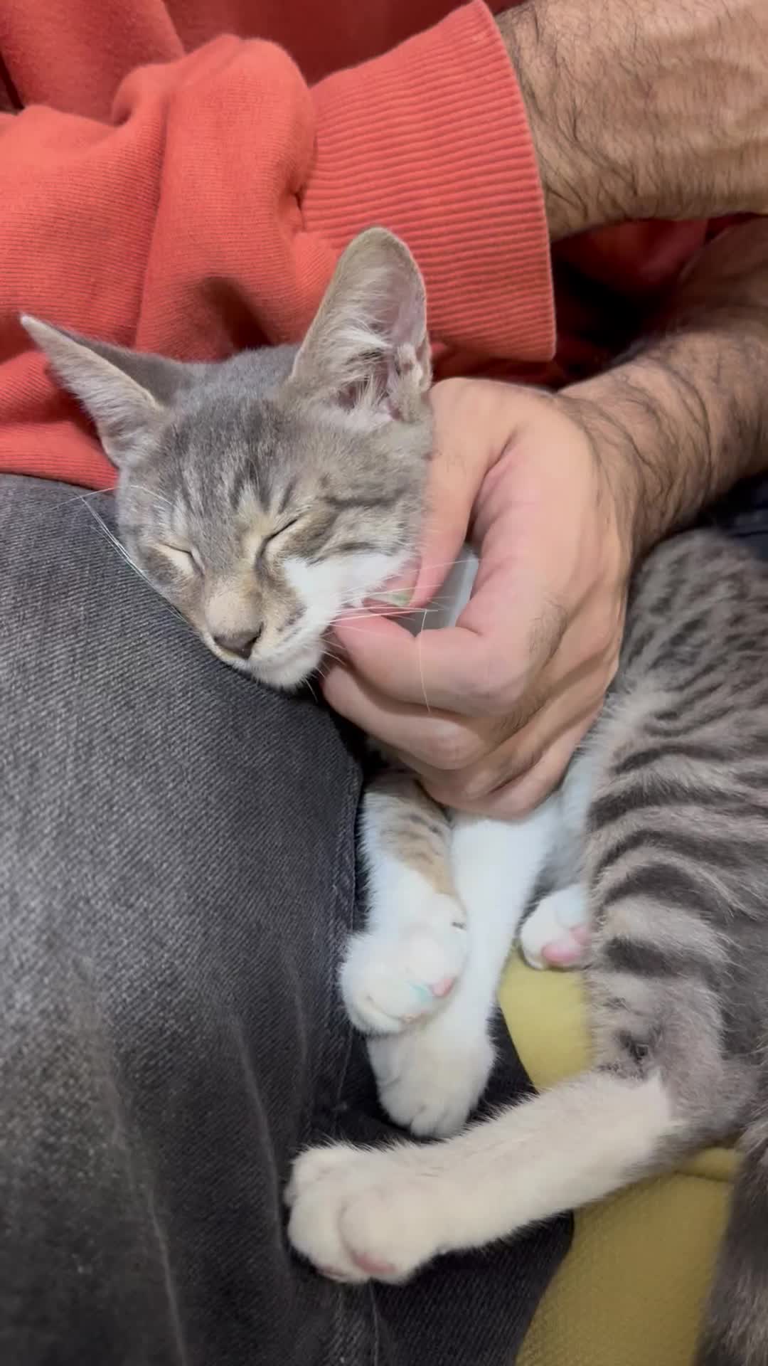 گربه ۳ ماهه و یکساله|گربه|گرگان, |دیوار