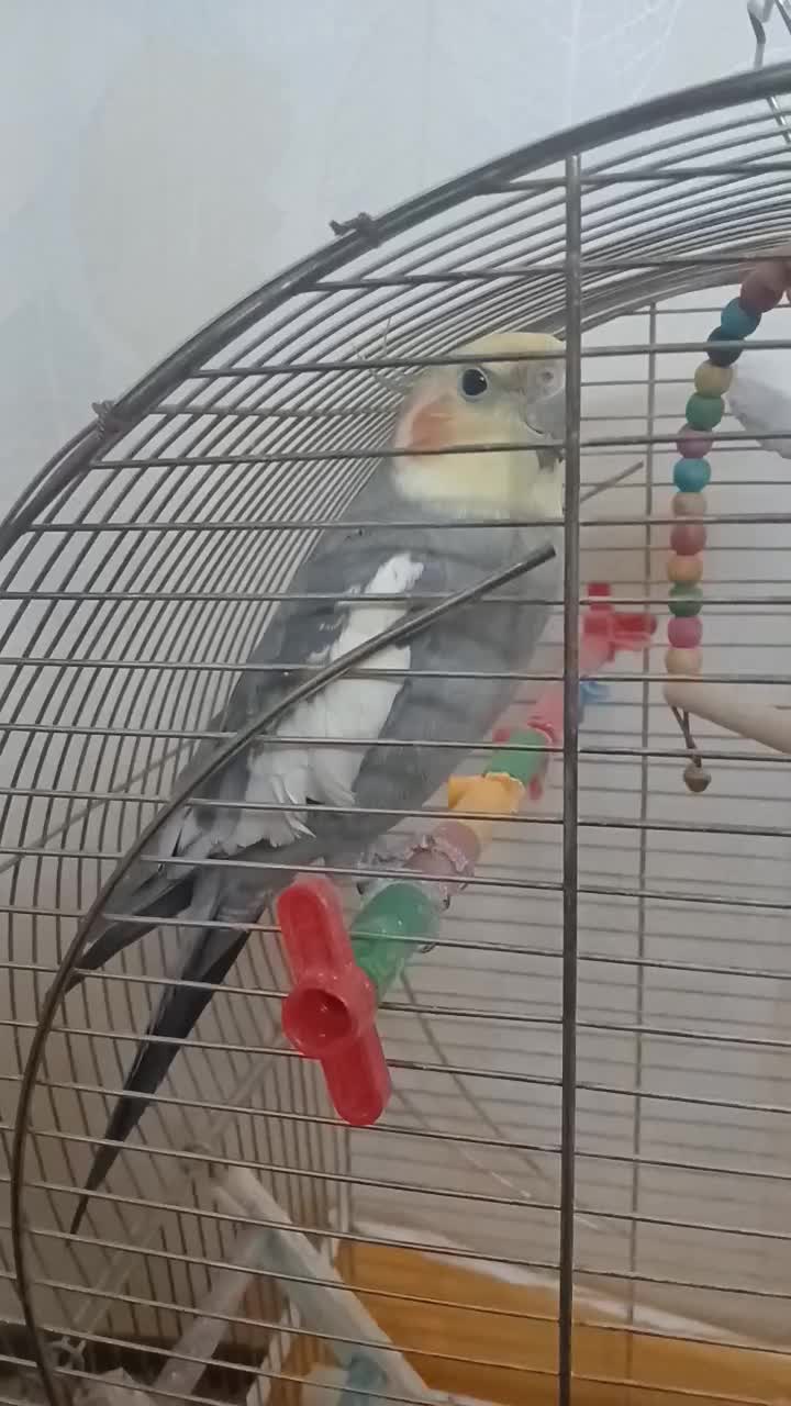 عروس هلندی نر|پرنده|اصفهان, شاهد|دیوار