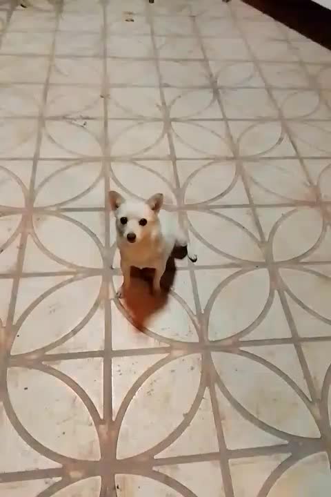 سگ پاکوتاه|سگ|شیراز, گویم|دیوار