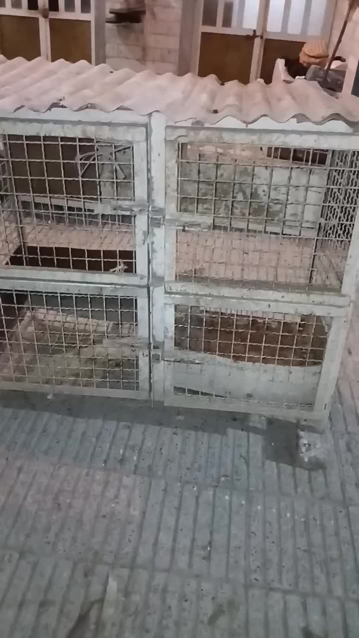 قفس جفتگاه تمام فنس|لوازم جانبی حیوانات|گنبد کاووس, |دیوار