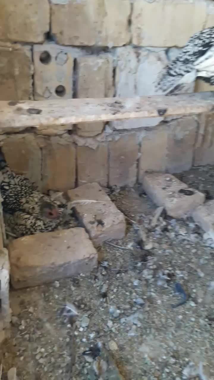 مرغ وخروس|حیوانات مزرعه|کاشان, کلنگه|دیوار