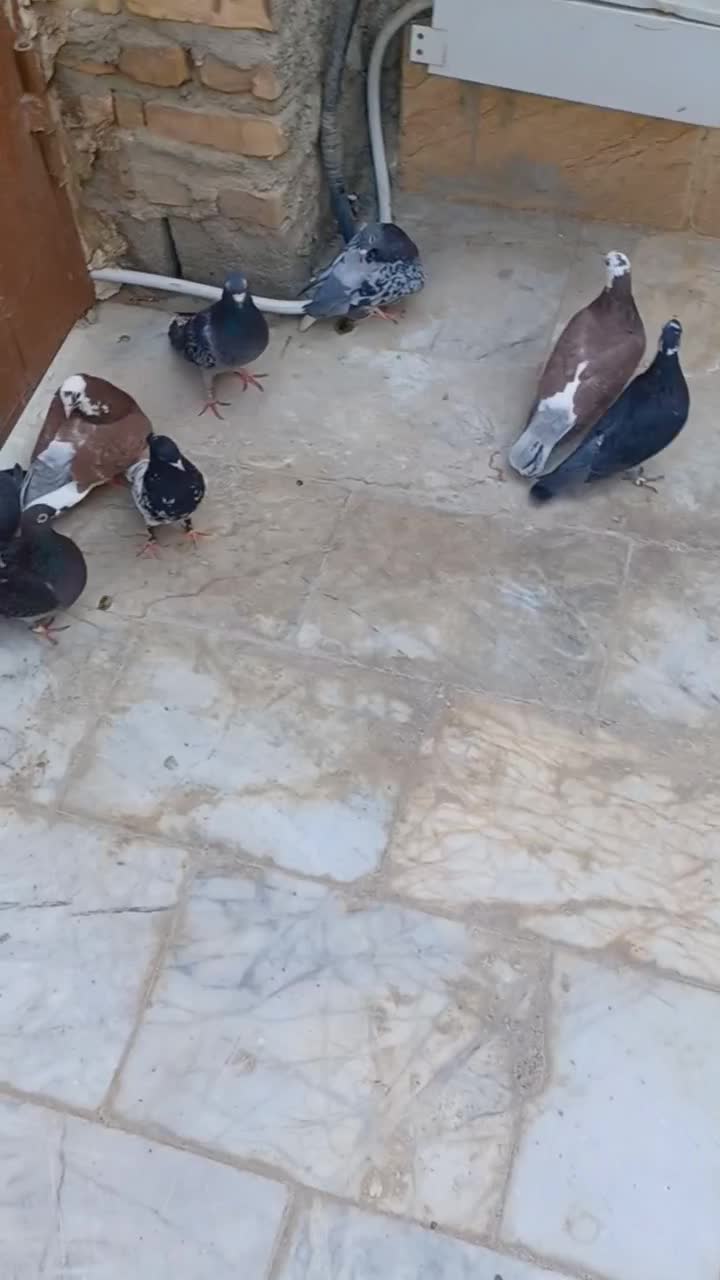 کبوتر|پرنده|سراوان, |دیوار