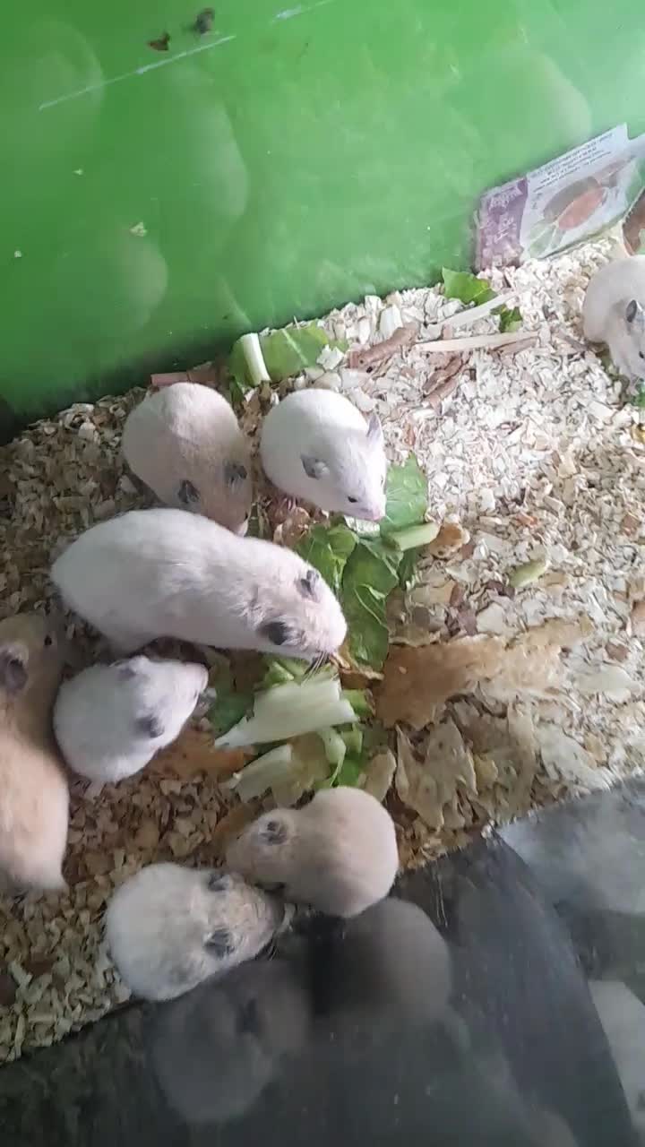 همستر|موش و خرگوش|مشهد, فریزی|دیوار