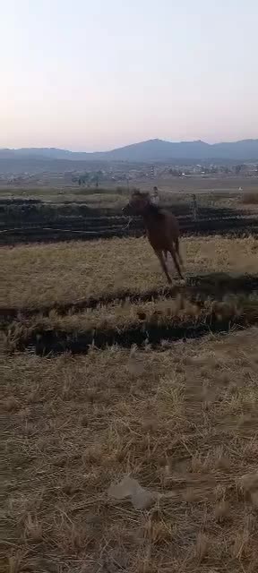 مادیان سه ساله عروسک|اسب و تجهیزات اسب‌سواری|لردگان, |دیوار