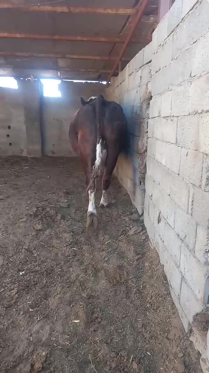 گاوشکم اول فروشی|حیوانات مزرعه|جغتای, |دیوار