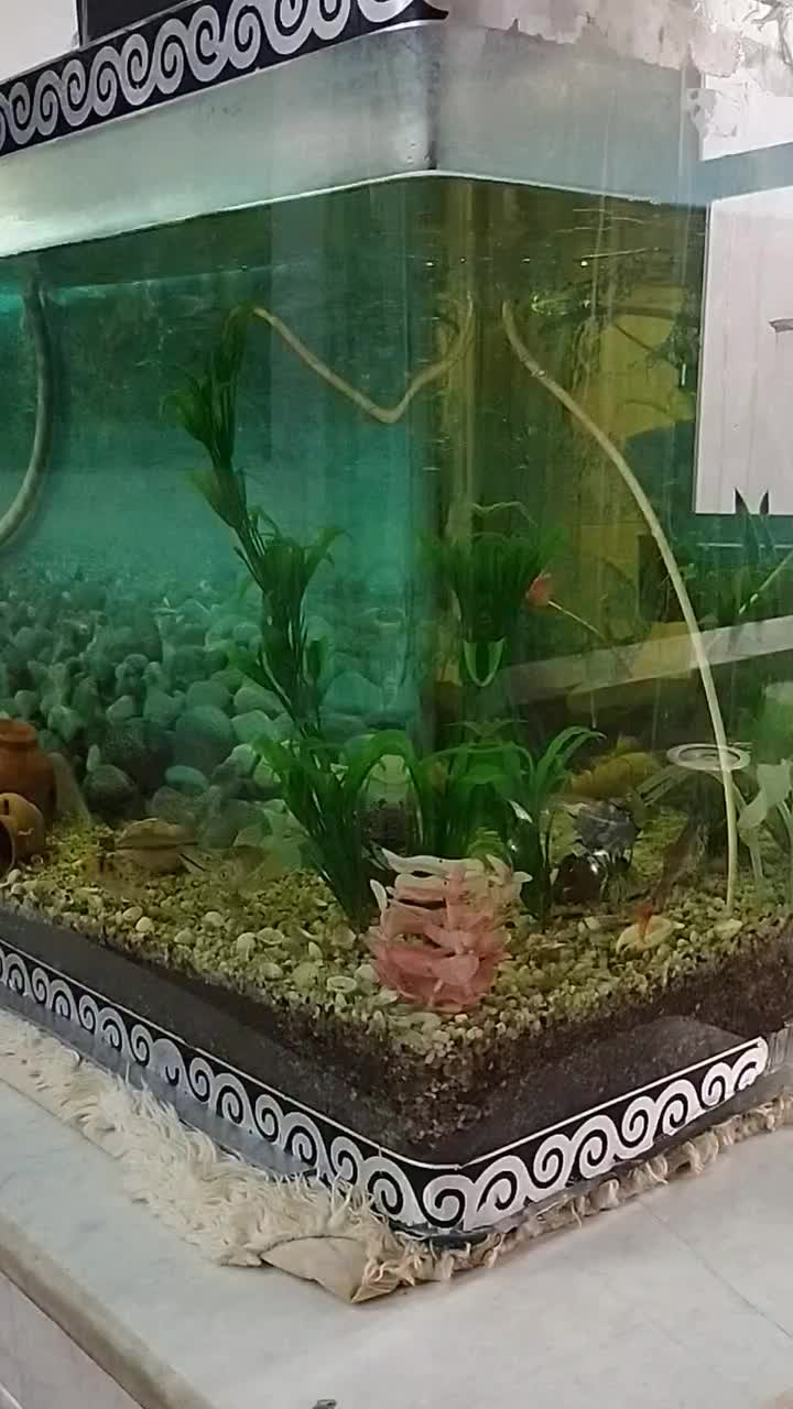 آکواریوم|لوازم جانبی حیوانات|قم, ولیعصر|دیوار