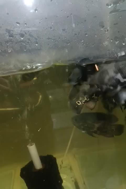 چهل عدد اسکار20سانتی|ماهی|برخوار, |دیوار