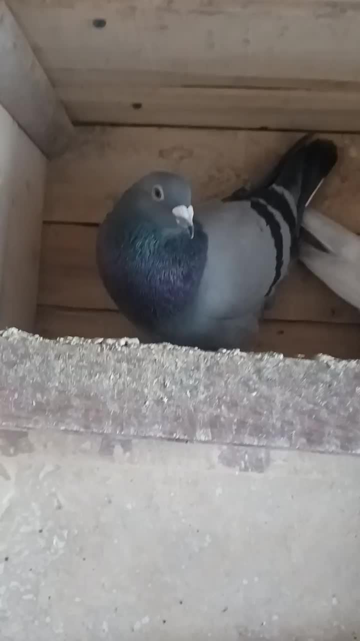 کبوتر پلاکی نر مست|پرنده|برازجان, |دیوار