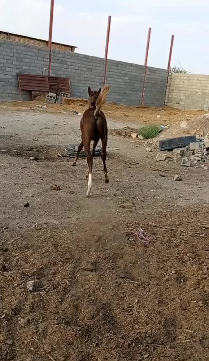 کره نریون کرد|اسب و تجهیزات اسب‌سواری|کاشمر, |دیوار