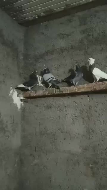 پلاکی درجه یک|پرنده|کارون, |دیوار