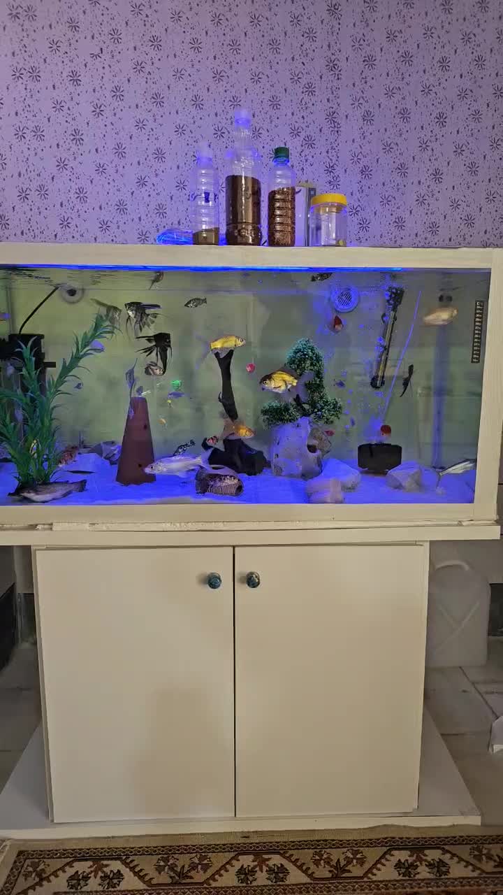 آکواریوم کامل|ماهی|آران و بیدگل, |دیوار