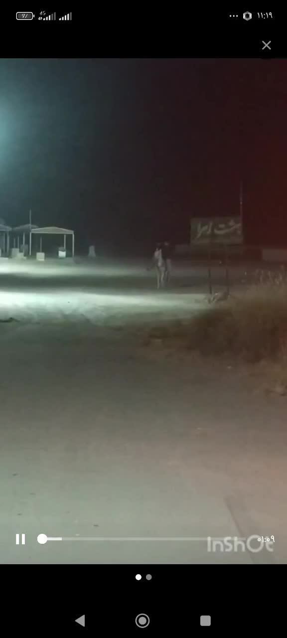 نریان|اسب و تجهیزات اسب‌سواری|کرمان, |دیوار