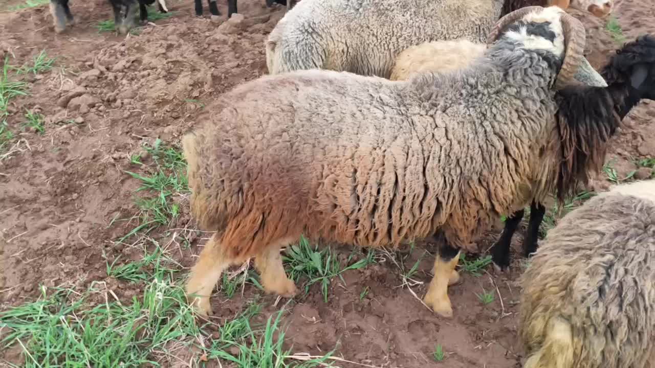 قوچ|حیوانات مزرعه|نیریز, |دیوار