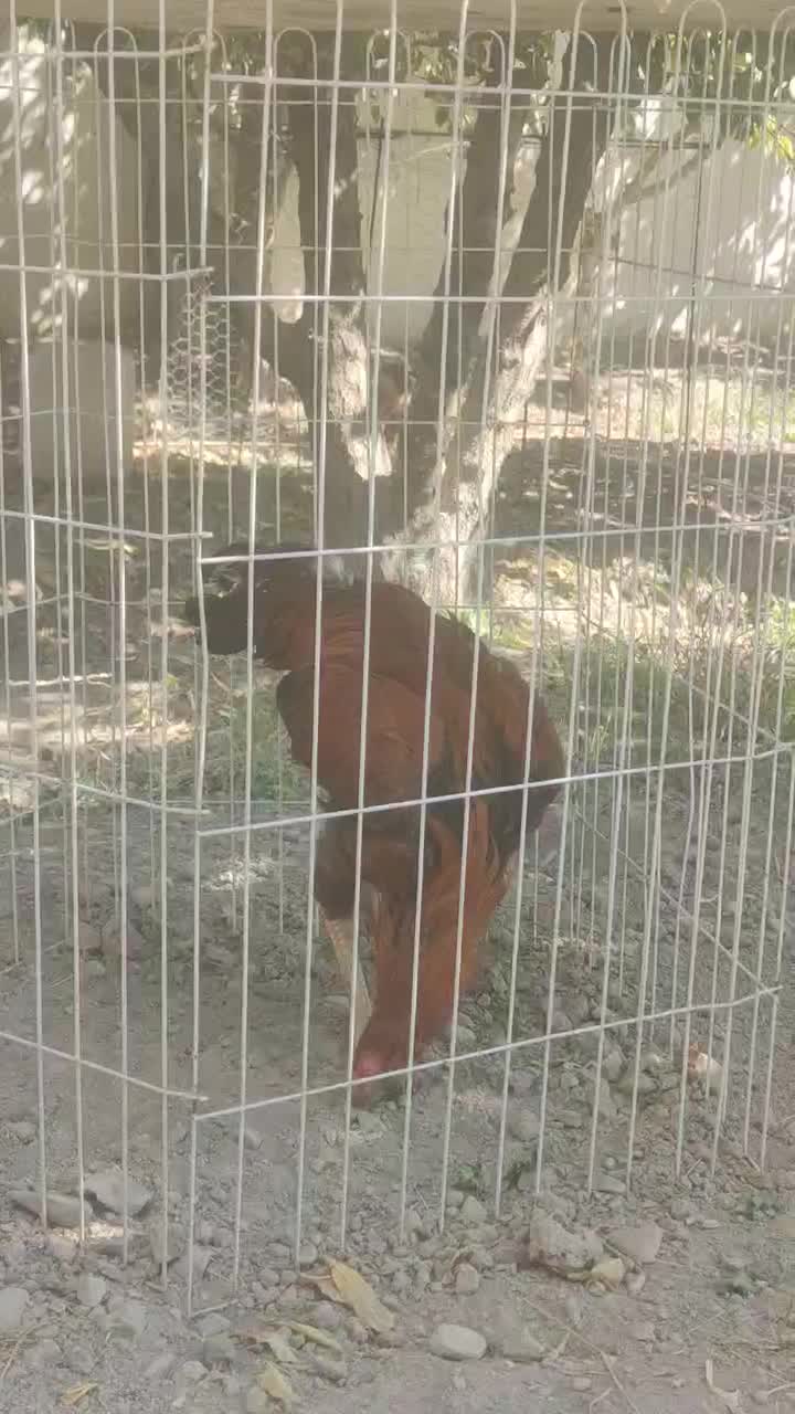 لاری|حیوانات مزرعه|هشتگرد, تهران دشت|دیوار