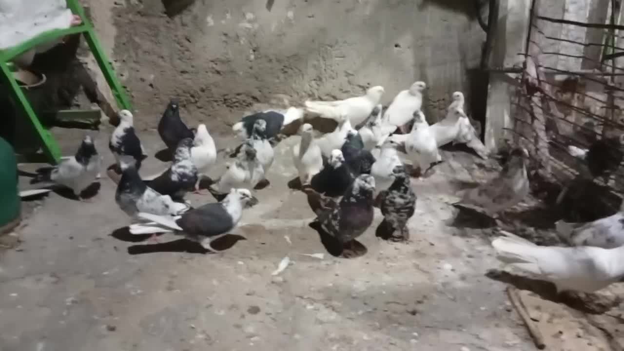 کبوتران ناب|پرنده|مشگین شهر, |دیوار