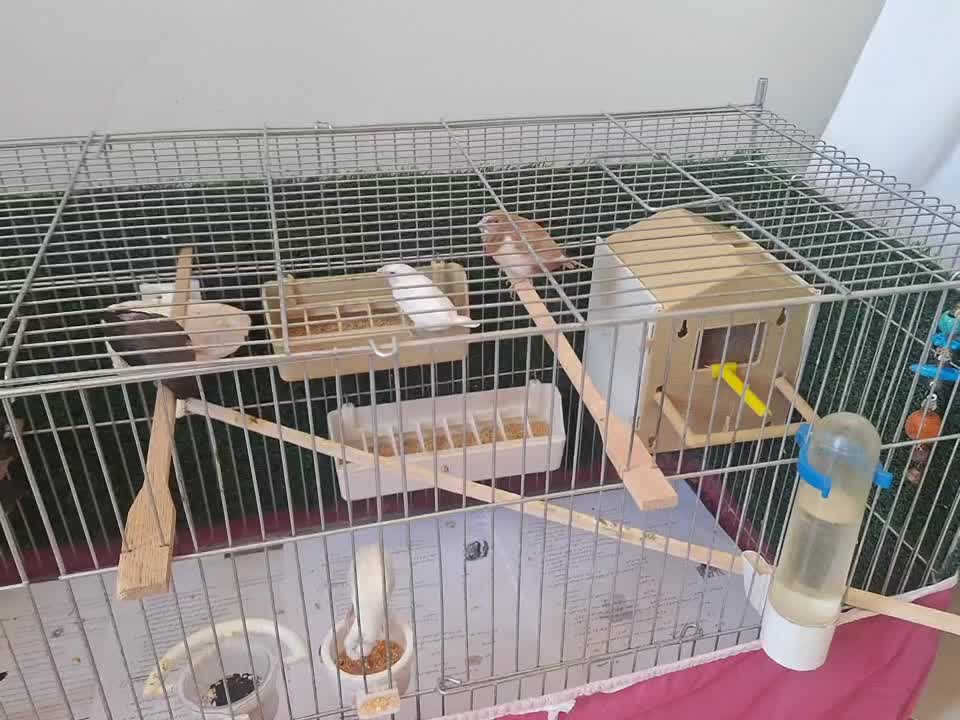 * فنچ بنگالی *|پرنده|کرج, چهارصد دستگاه|دیوار