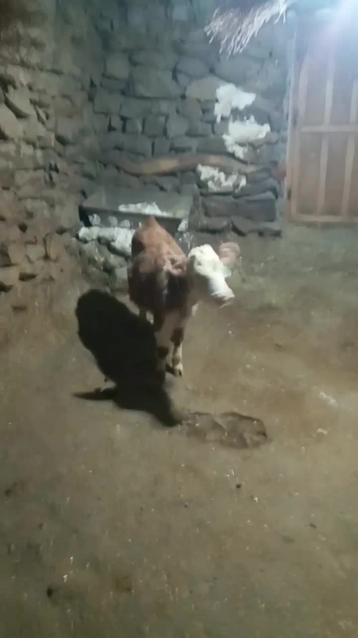 گوساله ماده|حیوانات مزرعه|سروآباد, |دیوار