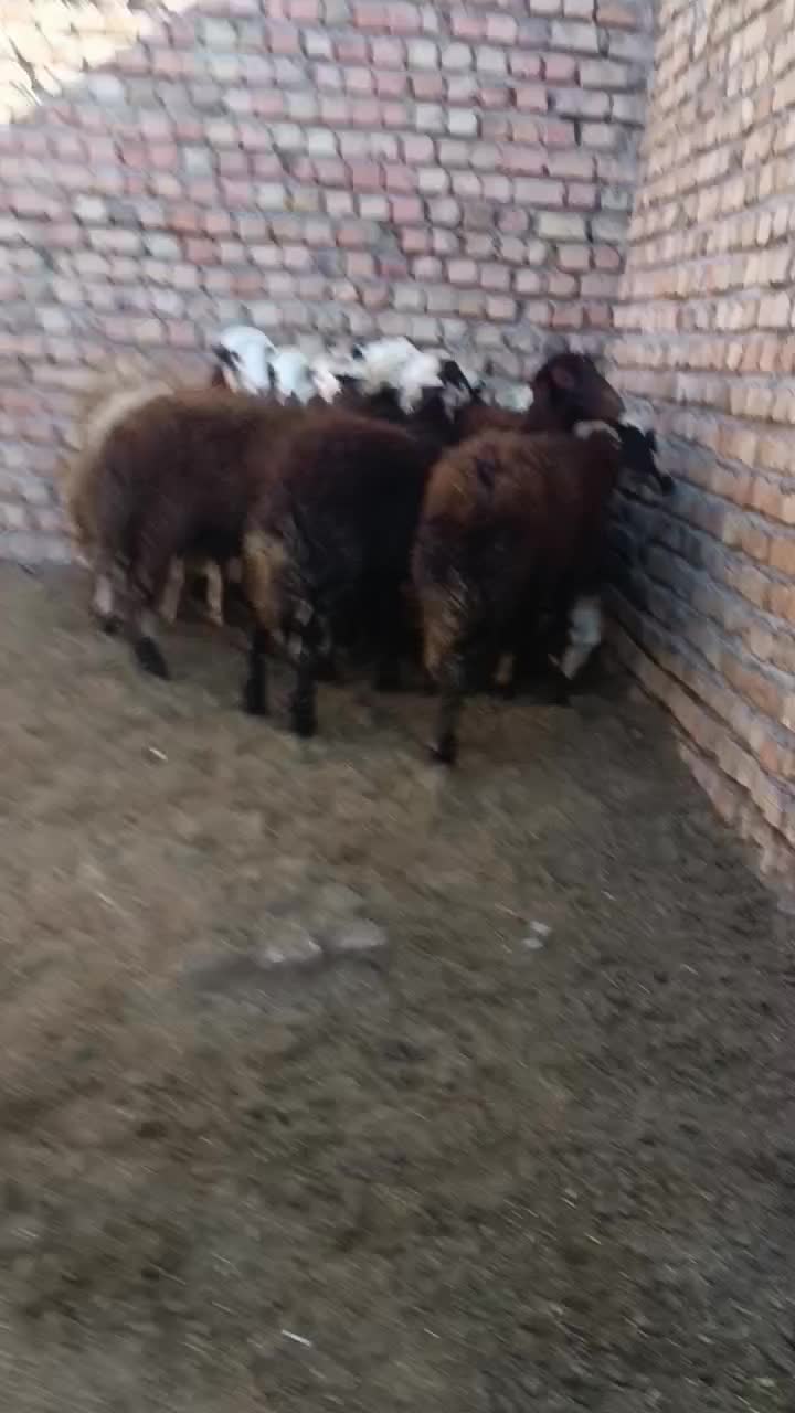 بره|حیوانات مزرعه|بروجرد, |دیوار