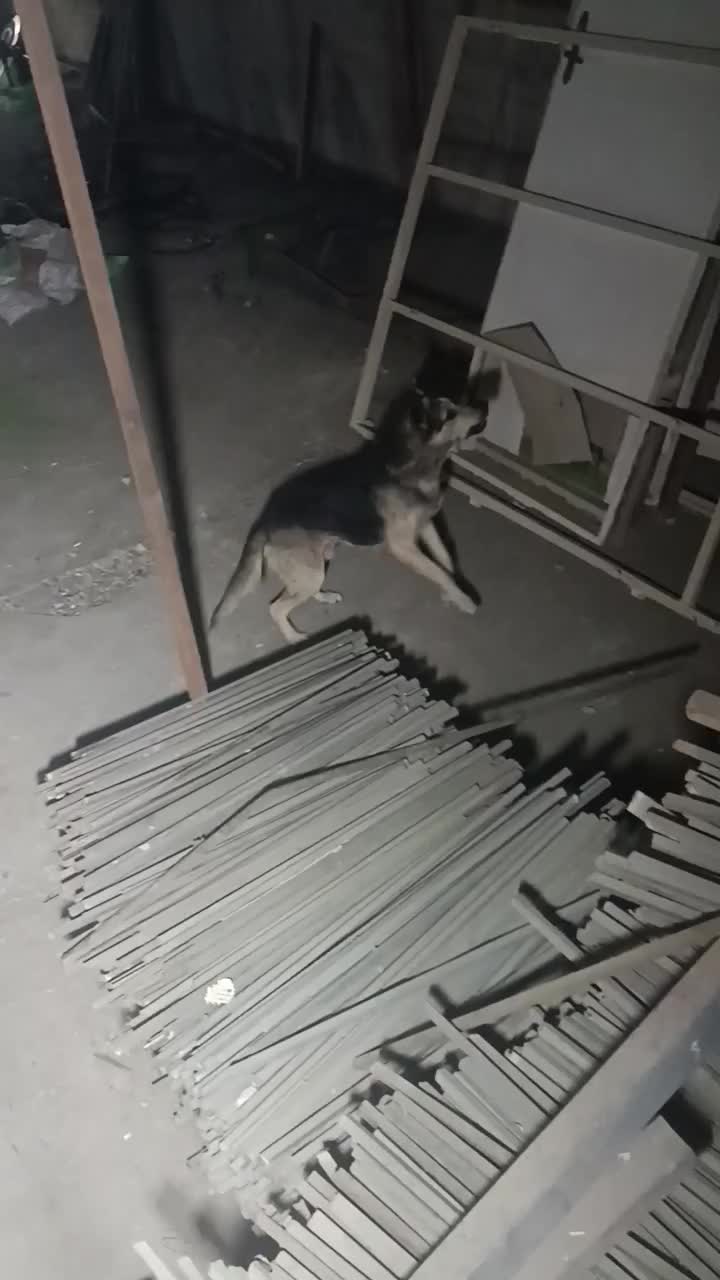 سگ نگهبانی|سگ|چهاردانگه (تهران), |دیوار