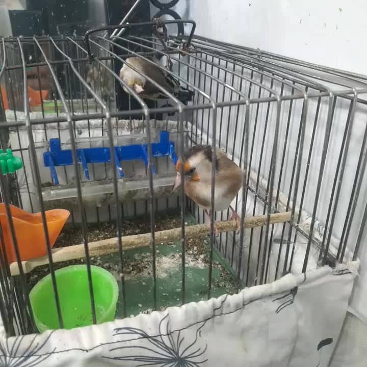 سهره نر تازه ریز خونی میکنه|پرنده|تهران, گلاب دره|دیوار