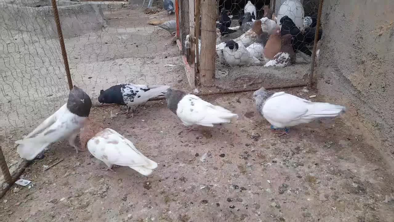 کبوتر|پرنده|آباده, |دیوار