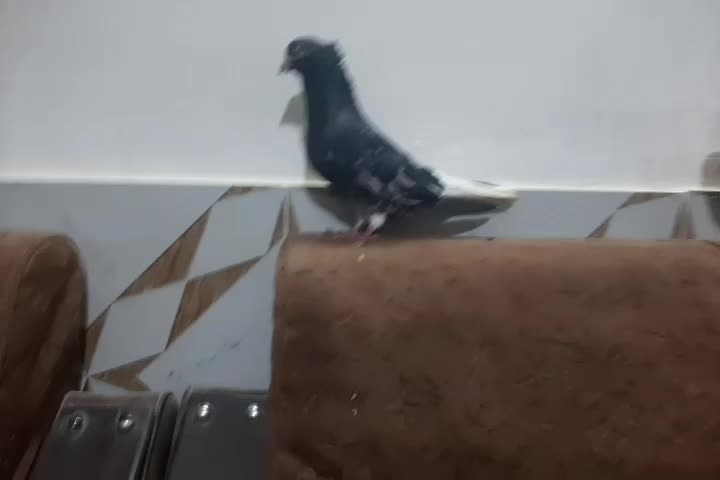 سرور دم سفید و زرد دم سفید خال سیاه دار|پرنده|مشهد, امیرآباد|دیوار