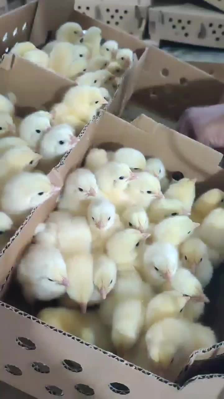 جوجه گوشتی راس 308|حیوانات مزرعه|گرگان, |دیوار