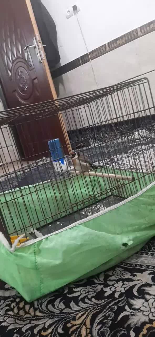 سهره مست|پرنده|اهواز, حصیرآباد|دیوار