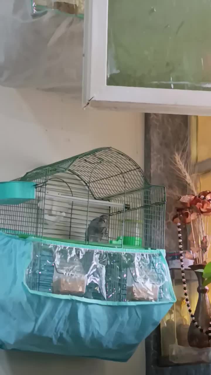 قناری و سهره|پرنده|لامرد, |دیوار