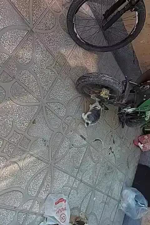 خرگوش نر|موش و خرگوش|اسفراین, |دیوار