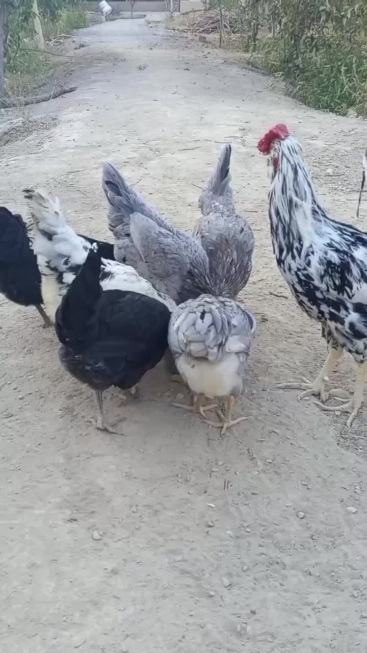 تخم نطفه دار گلین طوسی و پنگوئنی|حیوانات مزرعه|اصفهان, تیران|دیوار