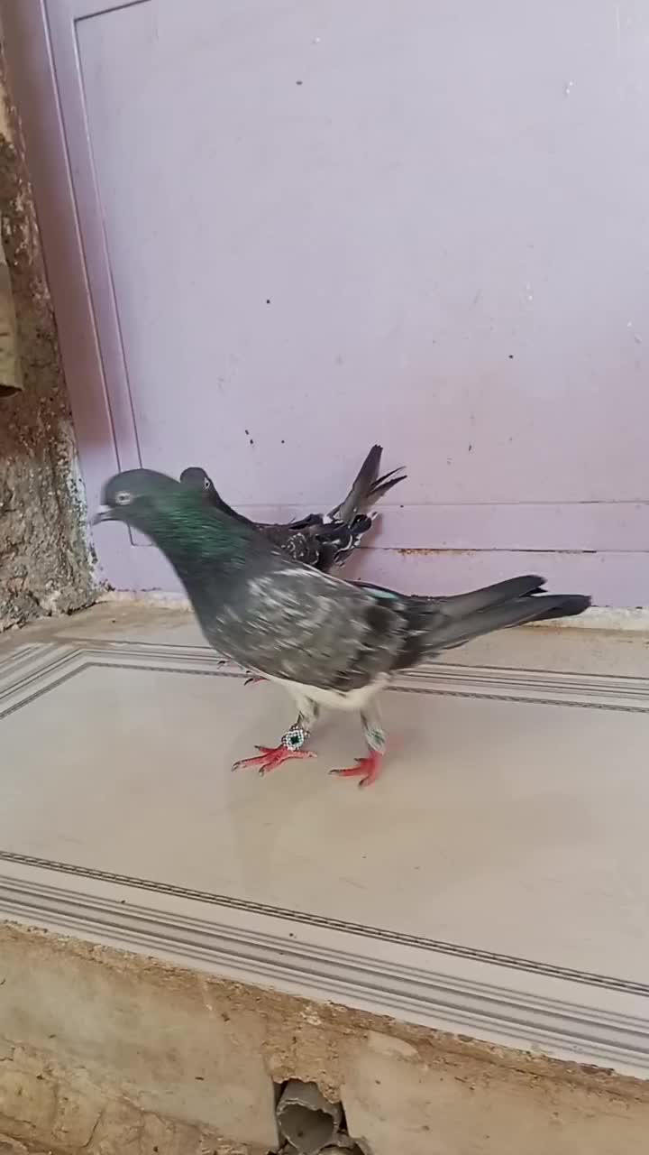 کله سبز|پرنده|بندر ماهشهر, |دیوار