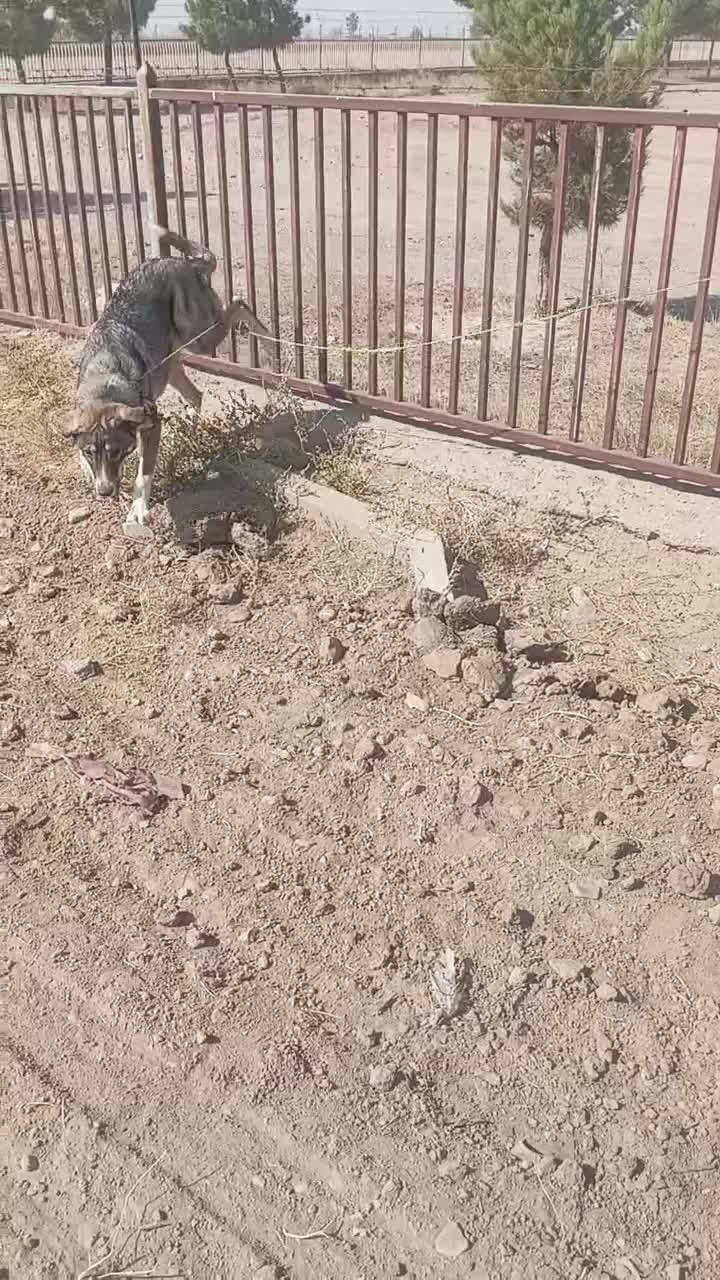 فریمان|سگ|فریمان, |دیوار